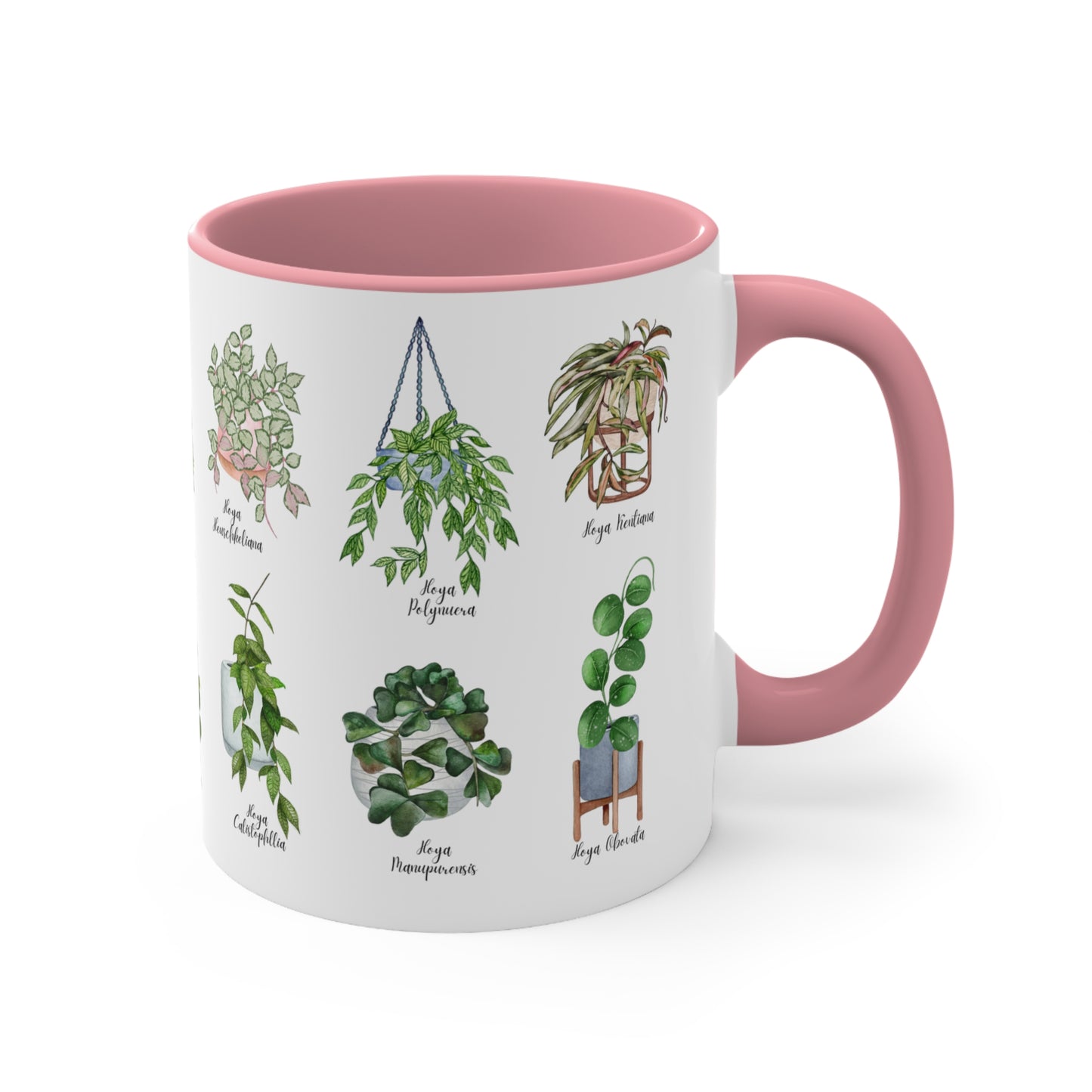 Hoya plants coffee Ceramic Mug 11oz. Plant coffee for hoya plant lover. 14 differents hoya plants illustrations on black or pink coffee mug.