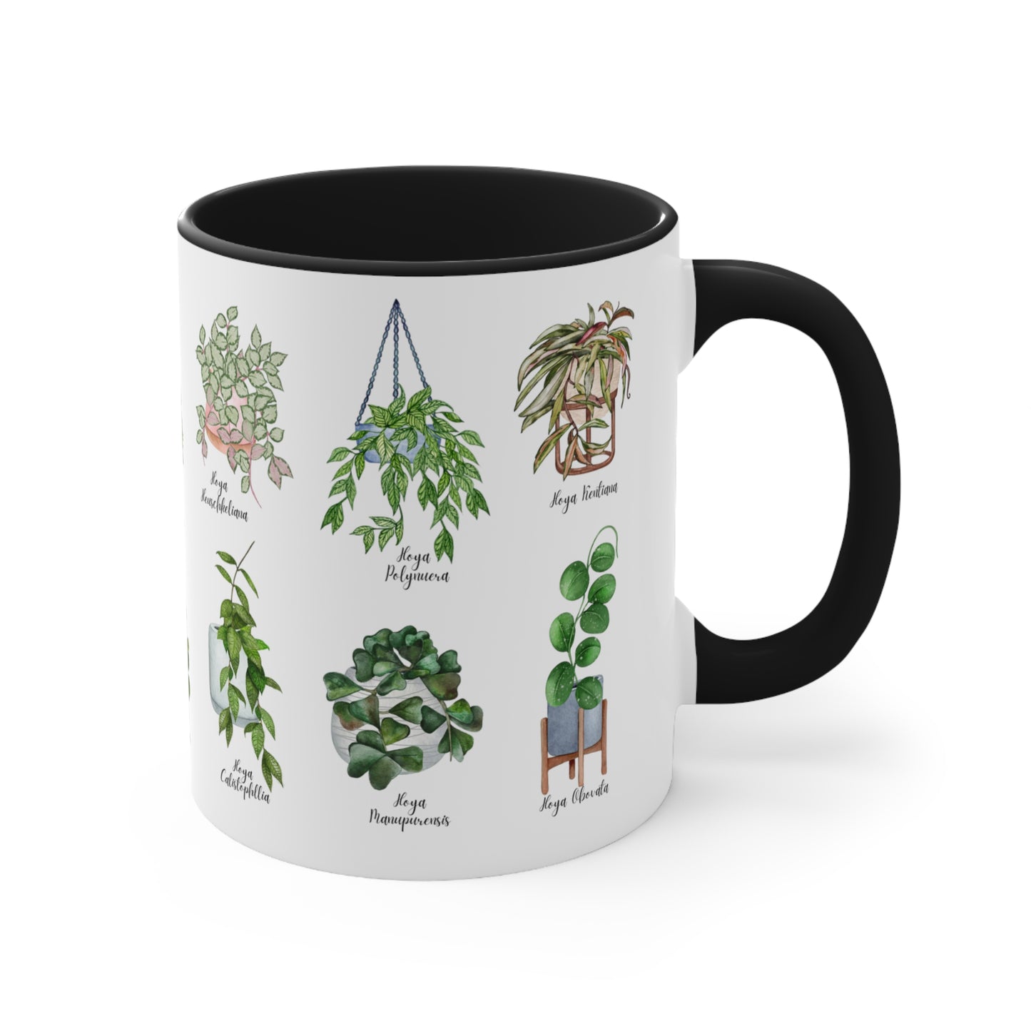 Hoya plants coffee Ceramic Mug 11oz. Plant coffee for hoya plant lover. 14 differents hoya plants illustrations on black or pink coffee mug.