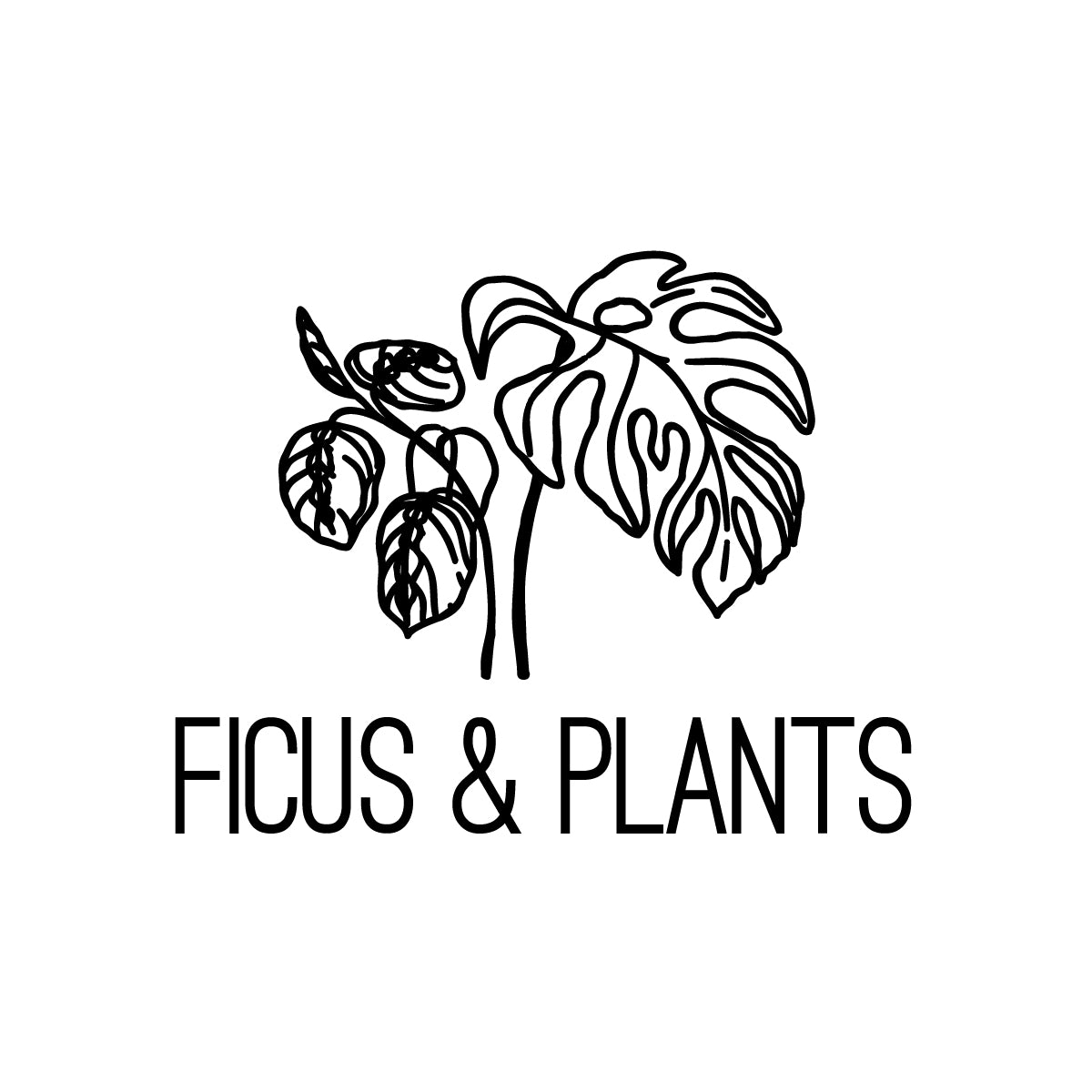 Ficus & Plants